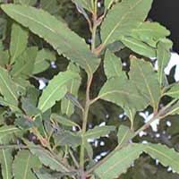 Piante medicinali: Alloro