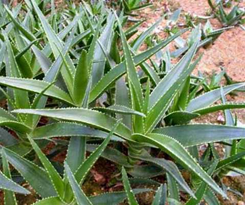 Proprietà della pianta di aloe