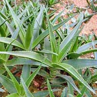 Piante medicinali: Aloe 
