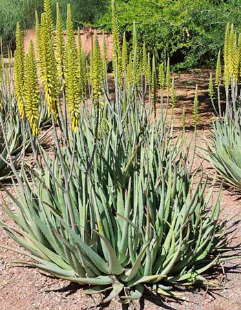 Proprietà della pianta di aloe