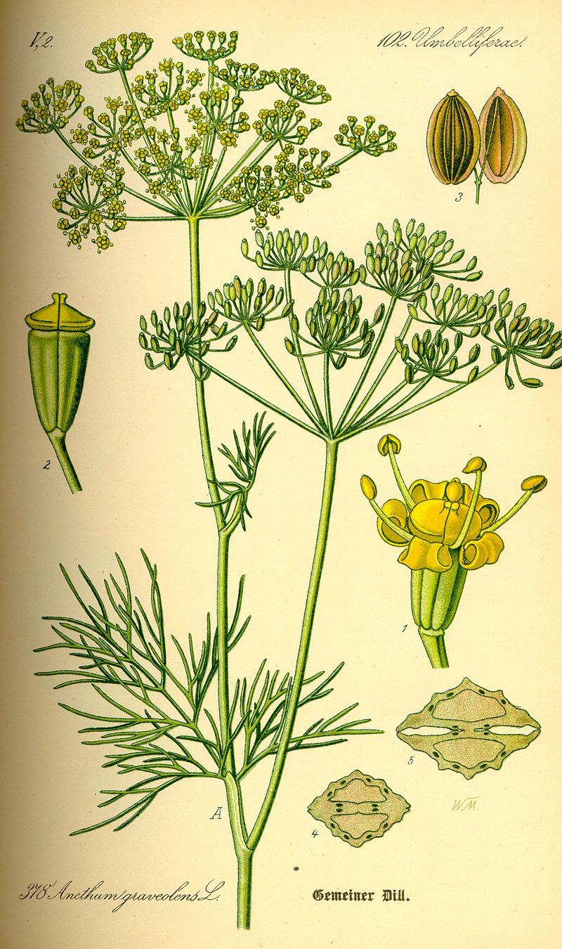 Pianta di aneto: schema