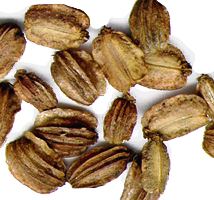 Semi di angelica