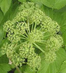 Particolare fiore di angelica