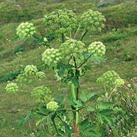 Piante medicinali: Angelica 