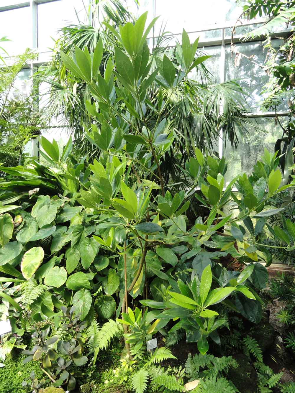 Albero di Illicum verum