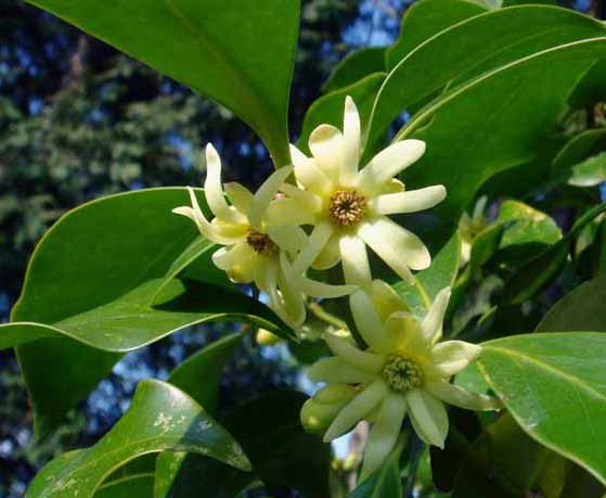 Fiore di anice stellato