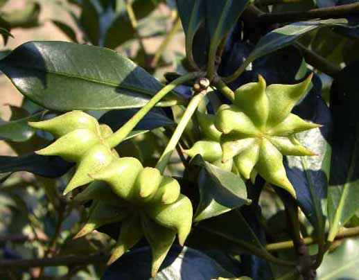 Frutto di anice stellato