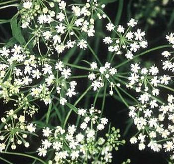 Anice verde fiori