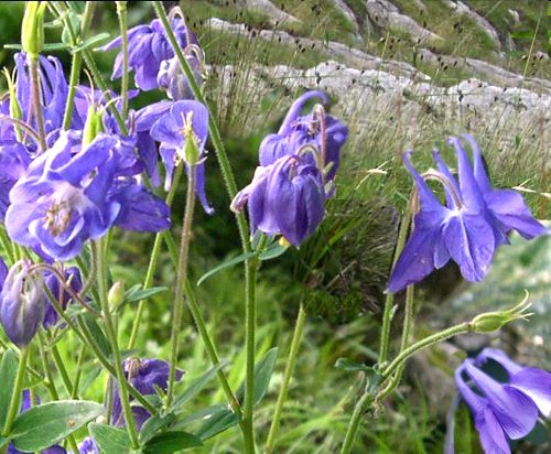 Proprietà della pianta di aquilegia