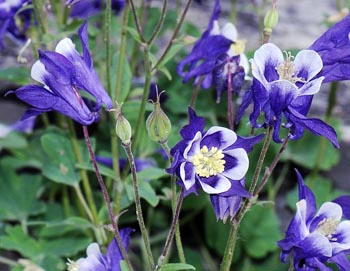 Dettaglio fiore di aquilegia