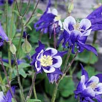 Piante medicinali: Aquilegia 