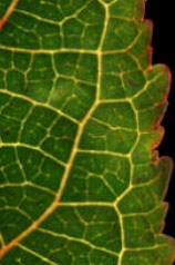 aristotelia