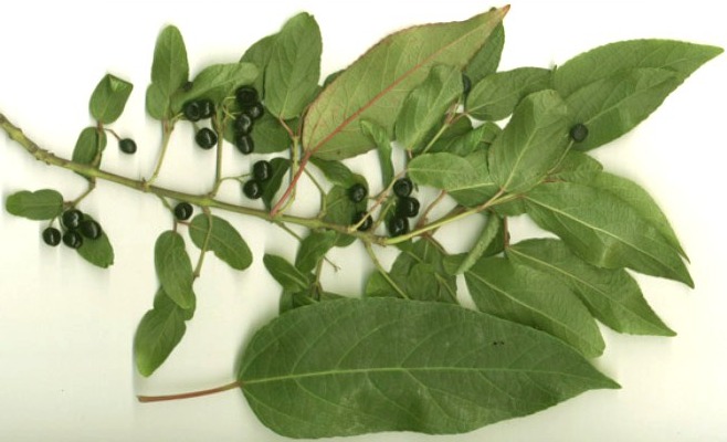 aristotelia