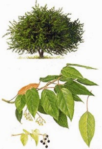 aristotelia