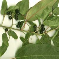 Piante medicinali: Aristotelia 