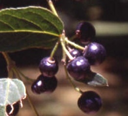 aristotelia