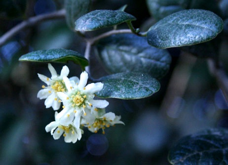 aristotelia aristotelia