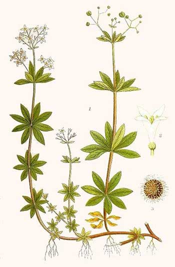 Schema pianta di asperula