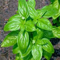 Piante medicinali: Basilico 