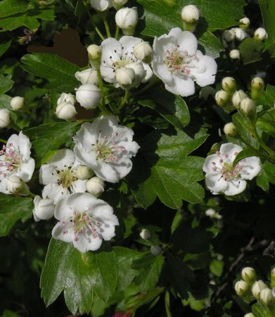 Proprietà della pianta di biancospino
