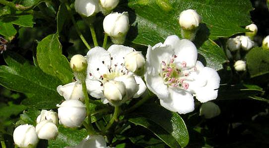 Proprietà della pianta di biancospino