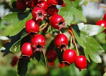 Frutti di biancospino