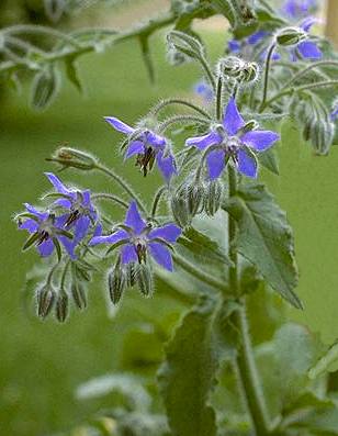 Fiore di borragine