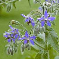 Piante medicinali: Borragine 