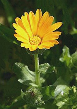 Proprietà della pianta di Calendula