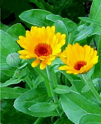 Proprietà della pianta di Calendula