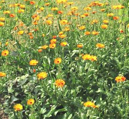 Proprietà della pianta di Calendula