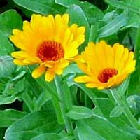 Piante medicinali: Calendula 
