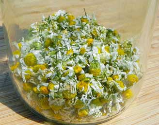 Fiori di camomilla