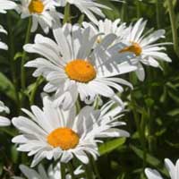 Piante medicinali: Camomilla romana 