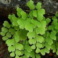Piante medicinali: Capelvenere 