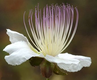 Fiore di cappero
