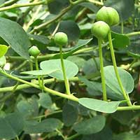 Piante medicinali: Cappero  