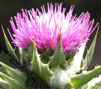 Fiori di cardo mariano