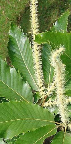 Fiore di castagno