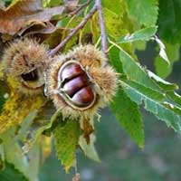 Piante medicinali: Castagno