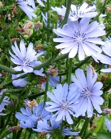 Fiori di cicoria