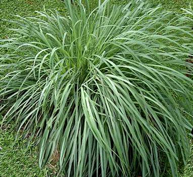 Proprietà della pianta di citronella