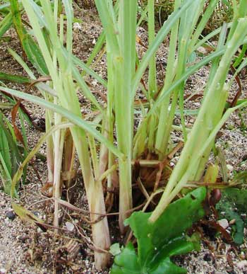 Pianta di citronella