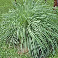 Piante medicinali: Citronella 