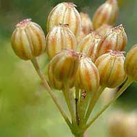 Piante medicinali: Cumino 