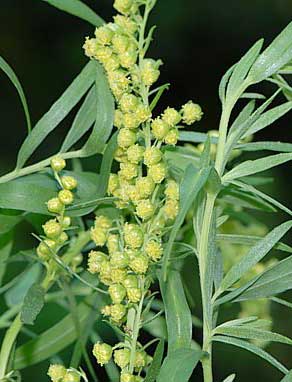 Fiori di dragoncello