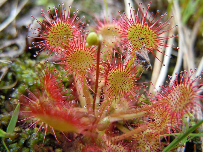 Proprietà della pianta di drosera Proprietà della pianta di drosera