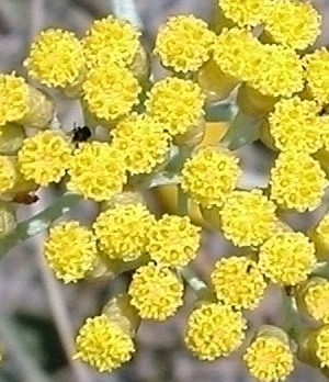 Fiori di elicriso