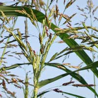 Piante medicinali: Gramigna 