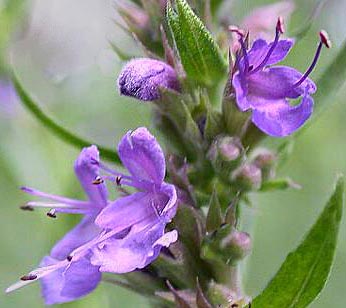 Fiore di issopo